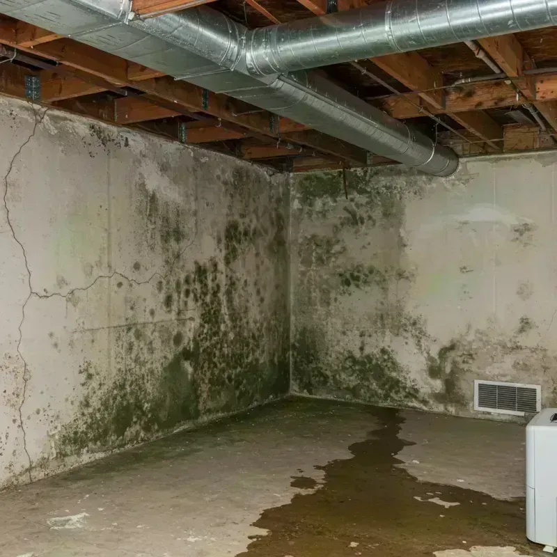 Professional Mold Removal in Littleton, CO